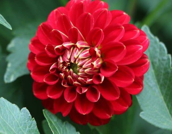 close-up image of red dahlia flower