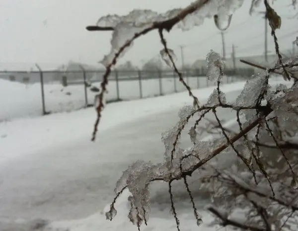Close-up of a branch covered in ice and snow